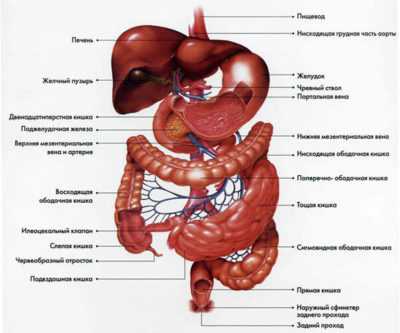Строение человека и его желудочно кишечного тракта