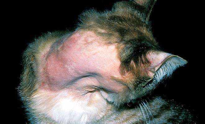 Симптомы демодекоза у кошек