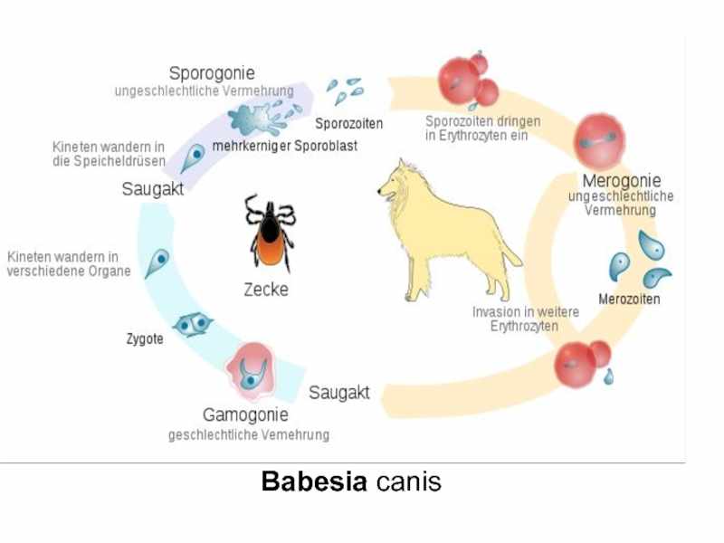 Жизненный цикл Babesia canis