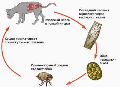 Жизненный цикл ленточных глистов у кошек