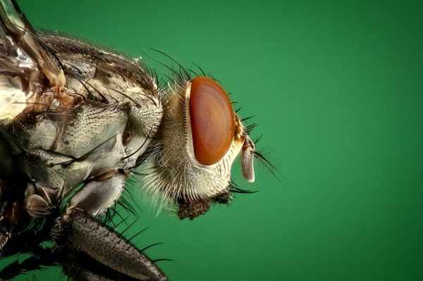 заражения кишечными лямблиями через мух