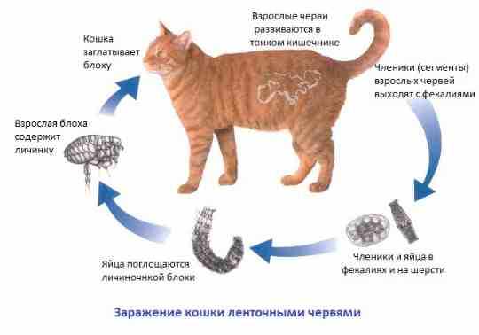 Процесс заражения котов глистами