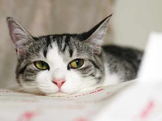 Виды глистов у кошек: фото и описание