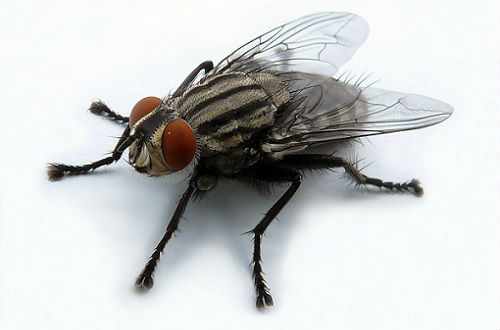 Тропическая муха