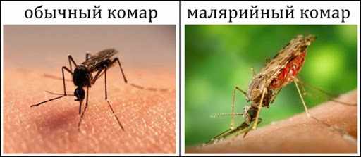 Медикаментозное лечение малярии