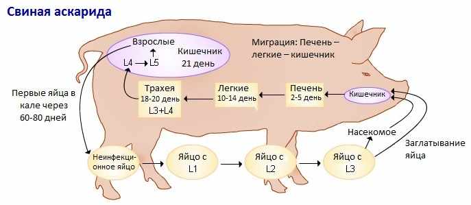 Жизненный цикл свиной аскариды