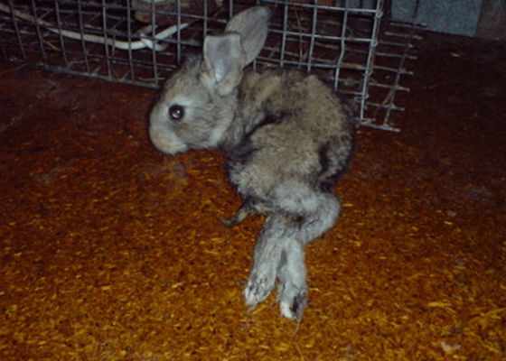 Больной глистами кроль
