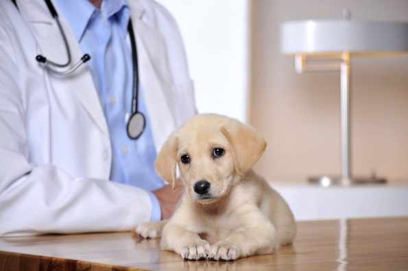 Зачем глистогонить собаку перед прививкой, какие препараты использовать