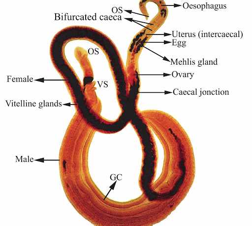 Schistosoma intercalatum