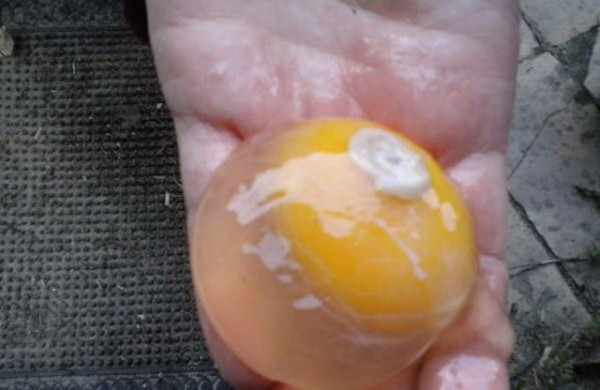 Сгустки внутри яйца