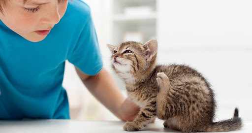 Можно ли от кошки заразиться чесоткой