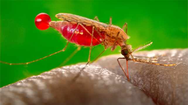Разработка вакцин от малярии