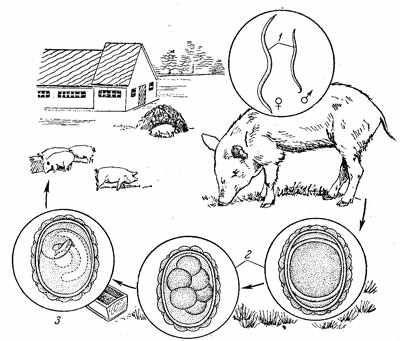 Цикл развития свиного червя