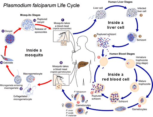 Жизненный цикл Plasmodium Falciparum