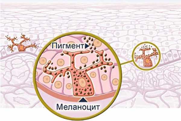 Меланоциты в клетках