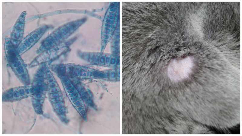 Микроспория у животных и ее возбудитель грибок рода микроспорум под микроскопом
